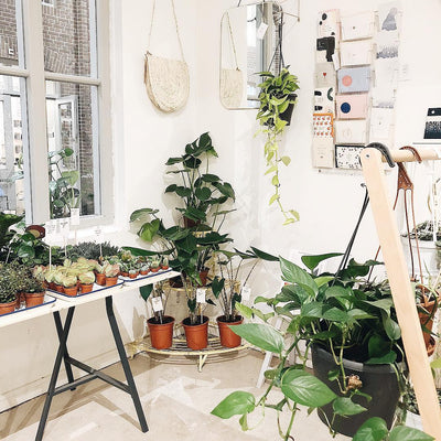 How to re-pot plants